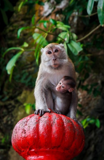 family of monkeys