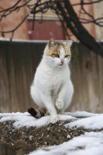 Cat walking on snow