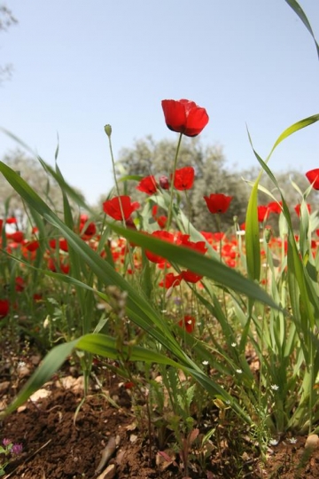 field of anemones
