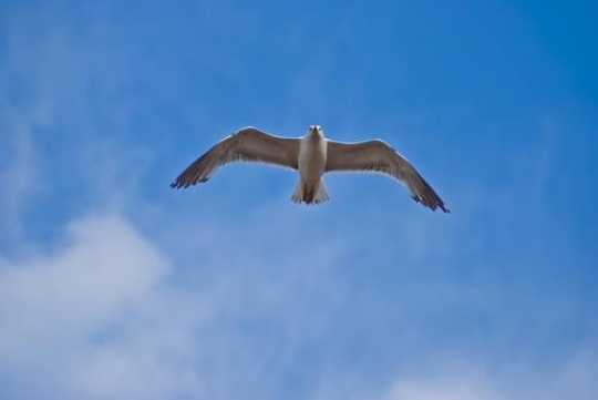 Free Bird