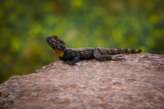 rock agama,jerash