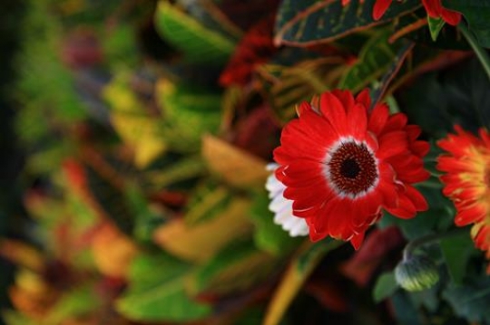 red flower close up