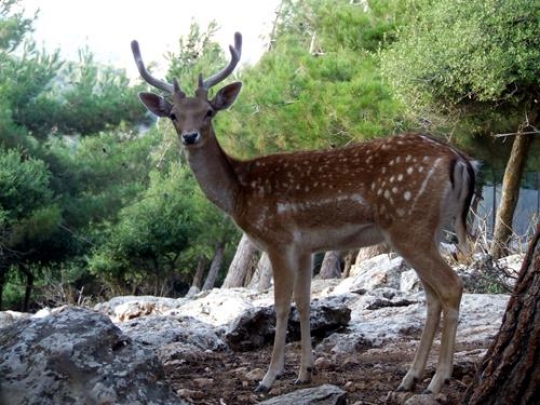 Deer 