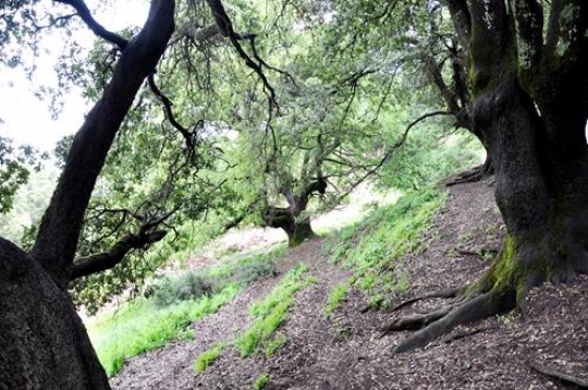 Nature of Lebanon