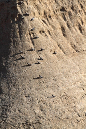 Blue Pigeons in Dana Jordan