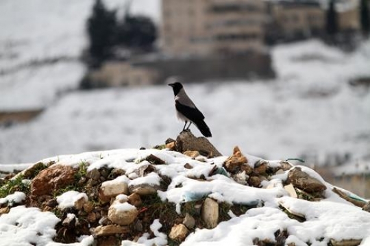 Fresh snow cover, at winter in Palestine