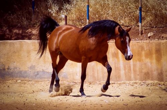 Arabic Horse 