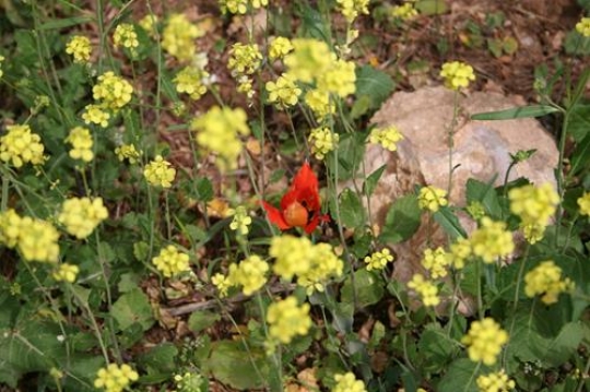 flowers