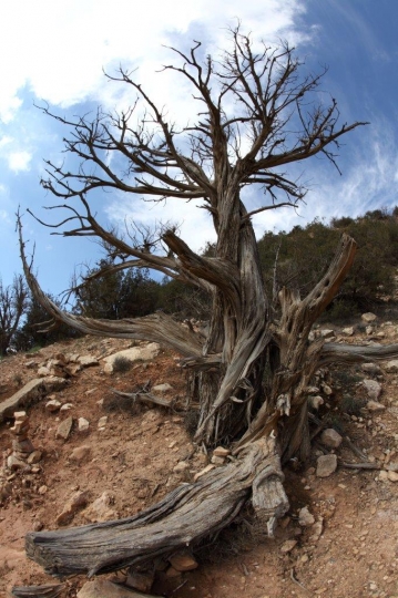 Dana Biosphere Reserve 