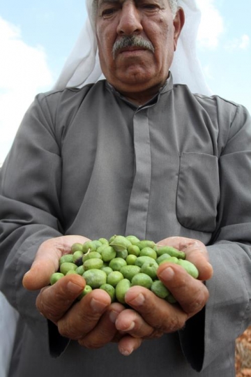 handful of olive