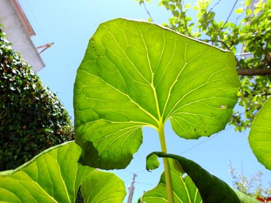 home garden