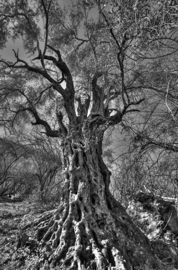Old Tree