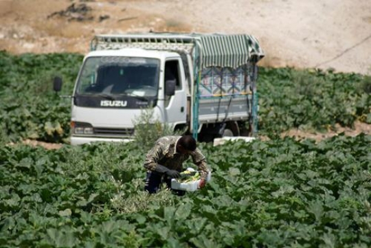 farmer harvesting
