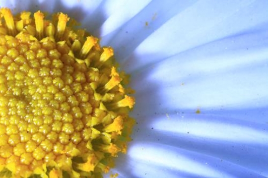 Daisy flower zoomed