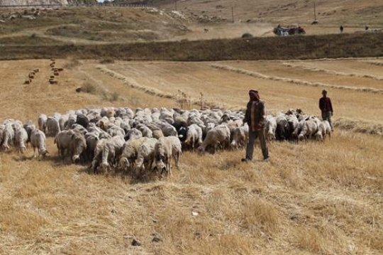 Shepherd