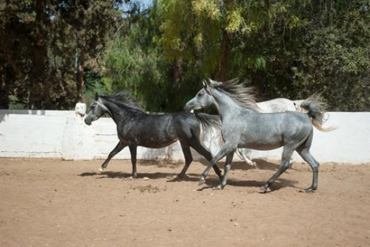 - Three Horses 