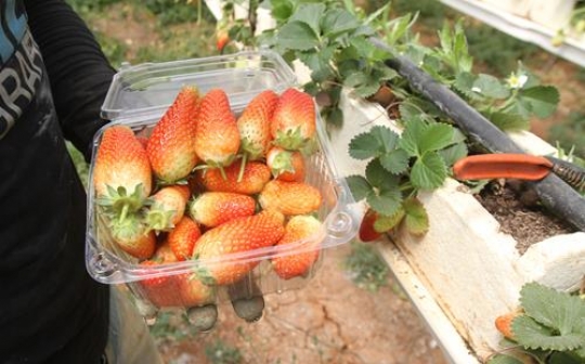 strawberry