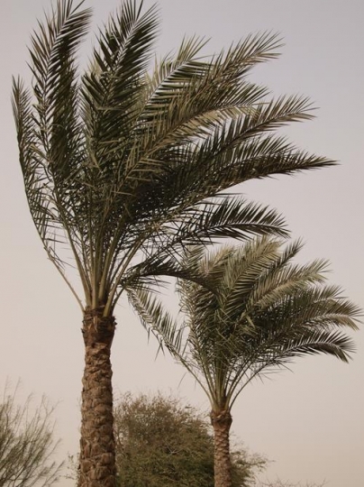 Palm Trees 