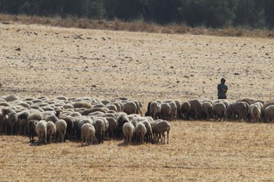 shepherdy