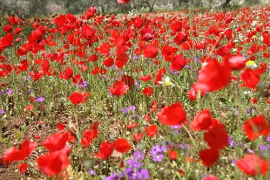 Red Poppy flower 