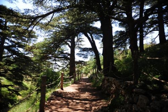 Cedars of Lebanon - Bcharre