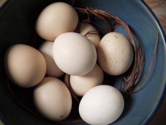 Eggs