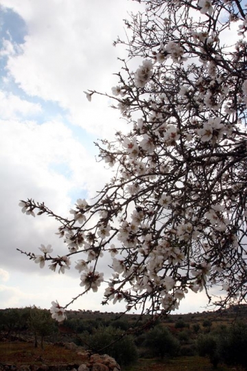 almond tree