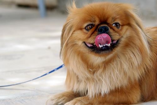 small dog close up