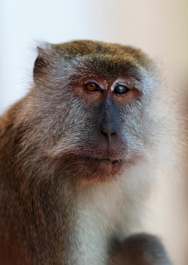 monkey face