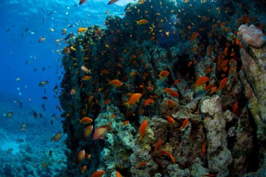 marine life