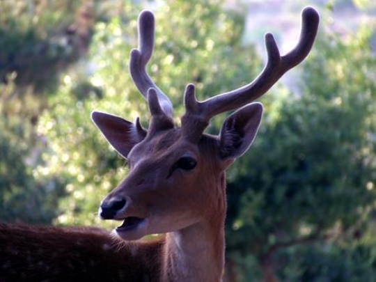 Deers Horn