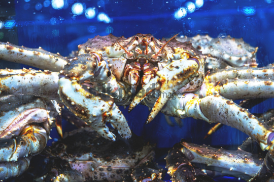 Close-Up of a Crab at Dubai Fish Market