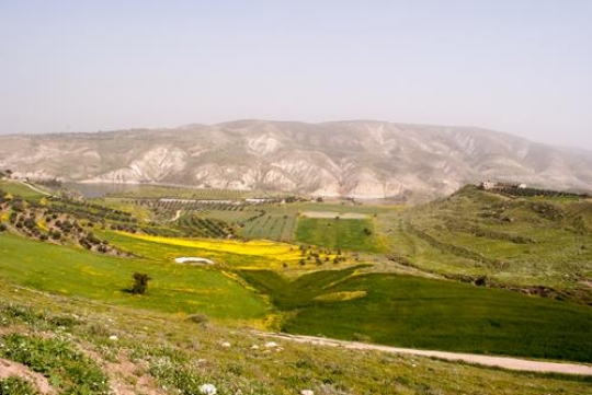 landscape with green grass