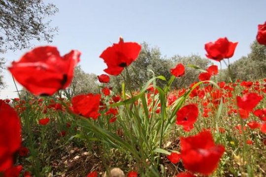 Red Poppy flower 