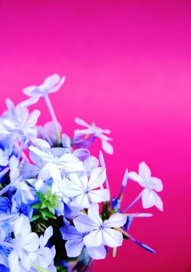 Blue Flowers 