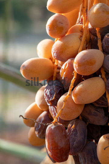 Date Harvest (48)