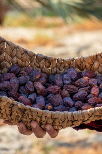 Date Harvest (52)