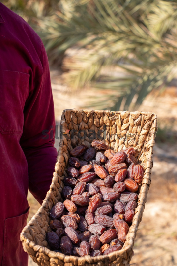 Date Harvest (53)