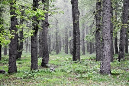 Forest