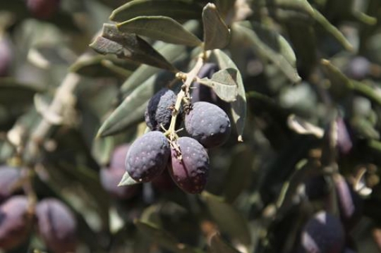 olive tree