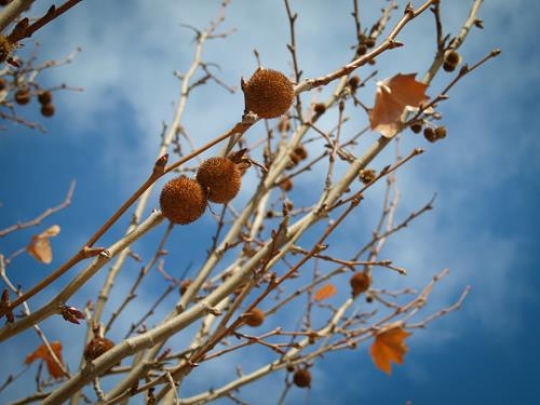 Tree Branches