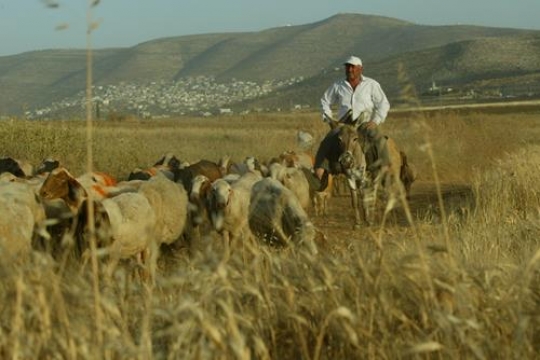 shepherd