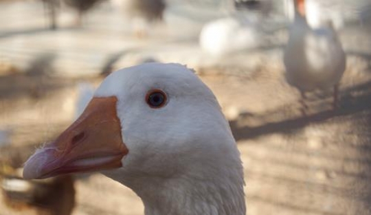 close-up of head white goose