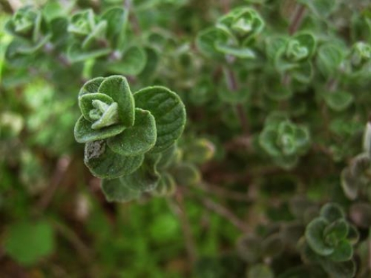 Zaatar