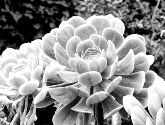 black and white image for chrysanthemums flower