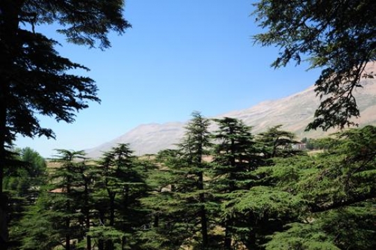 Cedars of Lebanon - Bcharre