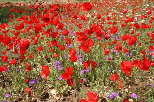 Red Poppy flower